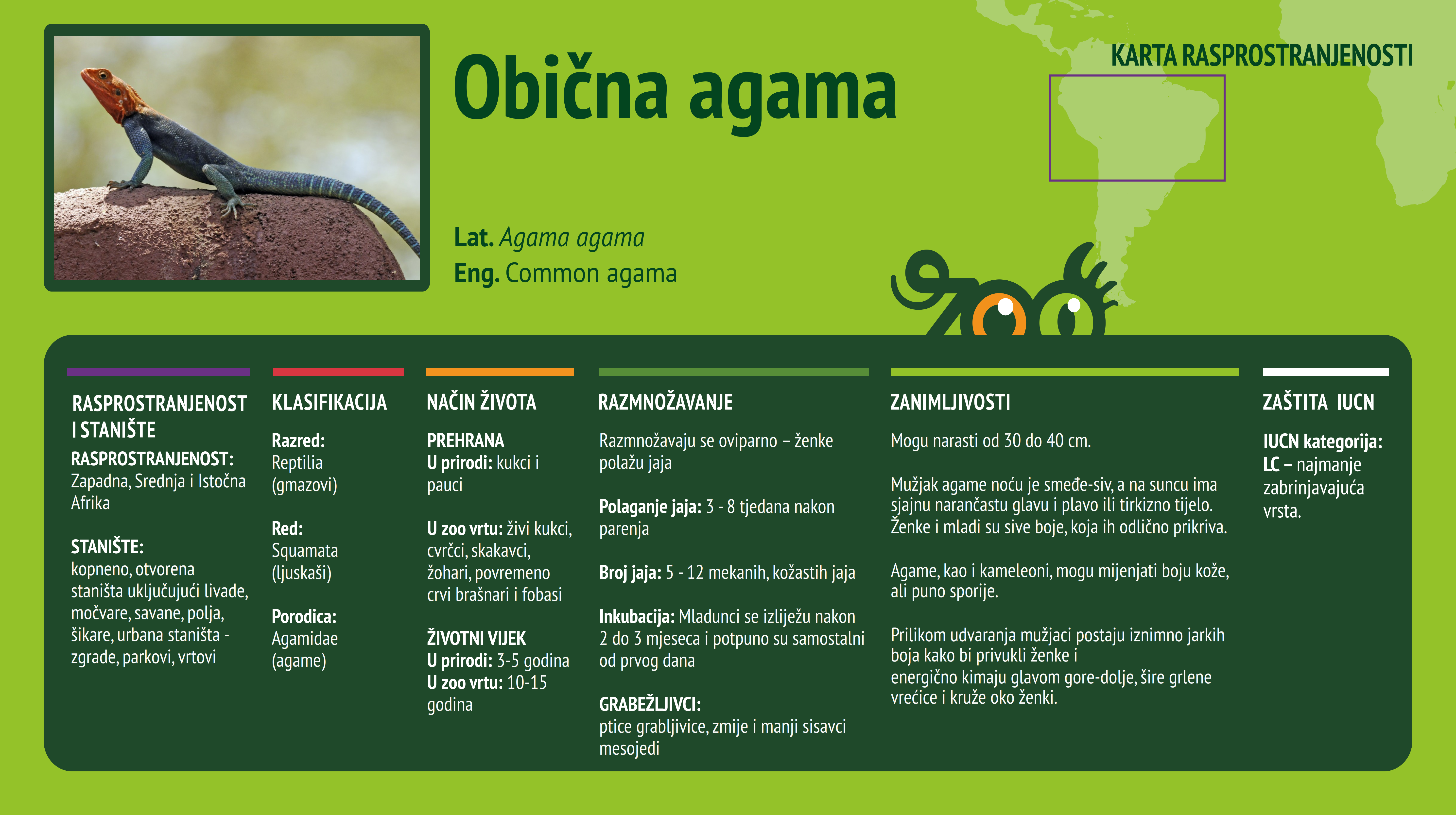 Obična agama (Agama Agama)